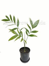 Image result for Chamaedorea oblongata