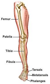 It is also known as the calf bone as it sits slightly behind the tibia on the outside of the leg. Major Body Bones Cranium Also Know As The Skull Support The Structure Of The Face And Protects The Brain Mandible J Leg Anatomy Anatomy Bones Body Anatomy