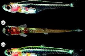 Ikan ini mempunyai panjang tubuh maksimal hingga 3 meter dan ikan candiru hanya memiliki ukuaran 15 cm saja, namun menjadi ikan air tawar yang paling ditakuti di dunia. Ikan Air Tawar Terkecil Di Dunia Ada Di Indonesia National Geographic