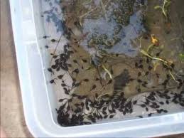 Tadpoles likes shade and avoid direct sun. A Guide To Raising American Toad Tadpoles Nature Corner Youtube