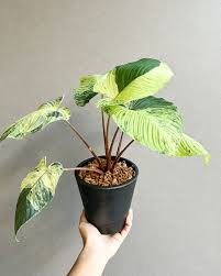 Image result for Huperzia mildbraedii