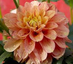 Wild Side Dahlias Dahlia Flower Garden Pretty Flowers
