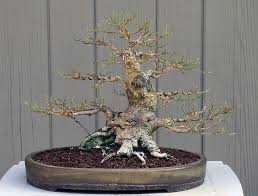 Maybe you would like to learn more about one of these? Ficus Exotica Defoliated 4 18 08 Bonsai Tree Bonsai Ficus Bonsai Beringin