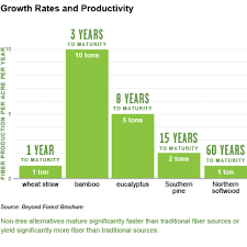 Bamboo Growth Rates Bamboo Growth Rate Bamboo Permaculture