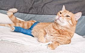 With as many as 400 air carriers and 665,000 properties across the globe, organizing your ideal vacation won't take long. Le Chat Accidente Clinique Veterinaire Le Mee Sur Seine