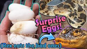 Download Incubating Fox Snake Eggs We Weren T Expecting These Youtube