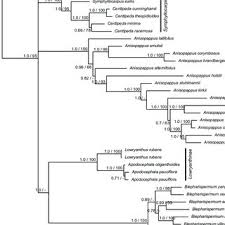 Image result for Anisopappus kirkii