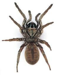 Sydney Brown Trapdoor Spider Female Spider Sydney Brown Spider Pictures