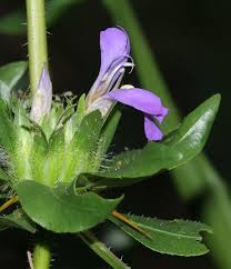 Image result for Hygrophila schulli
