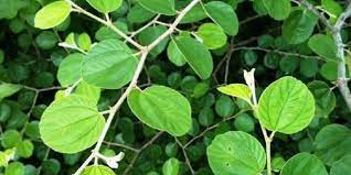 Saya tanam pokok bidara ini pada 01 januari 2017 semasa saya pindah ke rumah baru saya. 4 Cara Menanam Pohon Bidara Daunnya Bisa Digunakan Untuk Rukiah