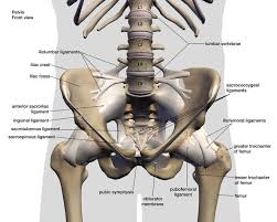 The bones of the back, together, make up the vertebral column. Common Causes Of Stiff Back And How To Get Relief