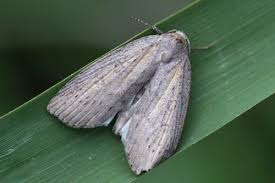 Image result for Chilodes maritima