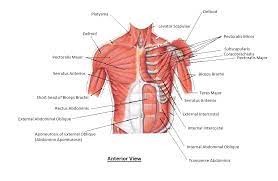 Need help adding muscle to your upper chest? A Guide To Exercises That Target The Inner Chest Skinny Yoked Muscle Diagram Biceps Brachii Muscle