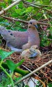 Finding Beauty In Life Adli Kullanicinin When The Doves Fly Panosundaki Pin Hayvanlar Hayvan Hayvanlar Alemi