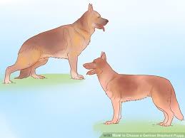 how to choose a german shepherd puppy with pictures wikihow