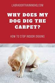 All dogs do it, male and female so it is not just a nesting instinct. Why Do Dogs Dig The Carpet How To Stop Indoor Digging