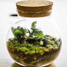 12 Tips For Making A Diy Terrarium Closed Terrarium Plants Self Sustaining Terrarium Terrarium Diy