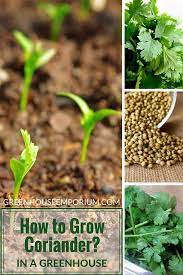 How To Grow Coriander Cilantro In A Greenhouse Growing Coriander Cilantro Plant Corriander Plant