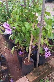 Image result for Mansoa difficilis