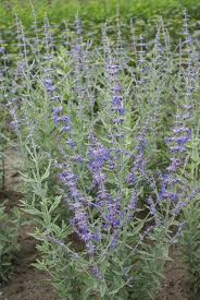Image result for Perovskia atriplicifolia 'blue spire'