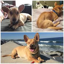 Adopt a pet hi, i'm. Fundraising For New Hampshire Spca