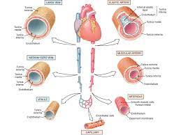 Arterien Und Venen Arterie Vene Aus Netter S Anatomy 28 Atlas Tag Pdf Kostenfreier Download