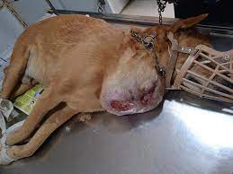 SURGICAL TUMOR REMOVAL IN DOG - Pashudhan Praharee | Pet Care Blog