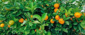 Оранжад, сок мандарина со строганым льдом. æ©˜å­æ 'ä»€ä¹ˆæ—¶å€™å¼€èŠ± åœŸæµç½'