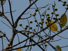Image result for Ficus exasperata