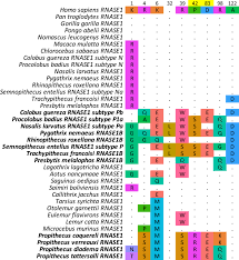 Dna sequence analysis two general kinds of analysis screen for one of a set of known sequences determine the sequence even if it is novel screening for a known sequence usually involves an oligonucleotide. Comparative Genomic Analysis Of Sifakas Propithecus Reveals Selection For Folivory And High Heterozygosity Despite Endangered Status Science Advances