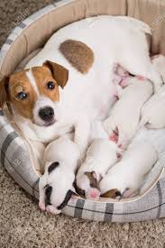 Check spelling or type a new query. The Dog Feeds The Puppies Of The Newborn Breed Jack Russell Terrier Age Six Days Stock Photo Picture And Royalty Free Image Image 93699082