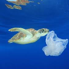 Im meer gibt es viel abfall; Umweltverschmutzung Fataler Irrtum Warum Schildkroten Wirklich Plastikmull Fressen Geo