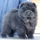 Blue Chow Puppies for Sale - DogsNow