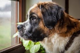 A feeling that your bowel doesn't empty completely. Dog Hemorrhoid Symptoms Signs Canna Pet