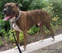 Terrier mix labrador retriever pitbull mix breeds boxer mix pet dogs. Bullboxer Pit Dog Breed Information And Pictures