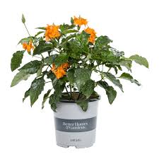 Image result for Crossandra