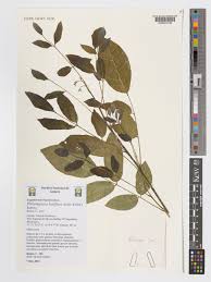 Image result for Philenoptera