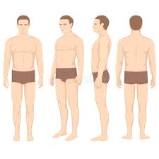 Human body problem_african american woman front back and side vi. Body Anatomy Vector Man Front Back Side Stock Vector Illustration Of Human Anatomy 100211599