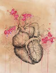 Bleeding Heart By Cassie Meder 2012 Anatomy Art Art Drawings