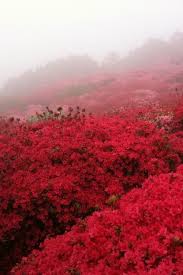Vanda Vintage Azalea Dream Flowersgardenlove Azalea Nature Beautiful Nature Scenery