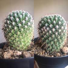 This growth (top two inches) gets light to dark from. One Side Of My Cactus Is Lighter Green And Slightly Wrinkly Looking The Other Side Looks Normal I Tried Watering A Little And Increasing Sun But Don T Want To Over Water Since