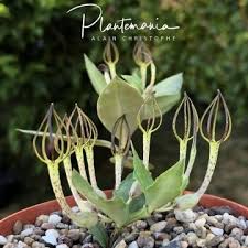 Image result for Ceropegia multiflora