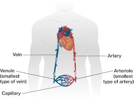 Blood vessels flow blood throughout the body. Arteries Veins And Capillaries Course Hero