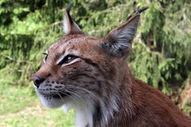 If you do not see your lines listed, please send an email to lynxsupport@poha.com and specify your shipping line and terminal. File Lynx Lynx 4 Jpg Wikimedia Commons