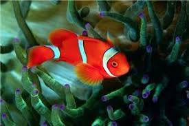 images?q=tbn:ANd9GcS20v9IyOdhOEwdiQKGja2