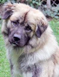 German australian shepherds have a unique look and are unlike any mixed breed. Half German Shepherd Half Great Pyrenees Off 53 Www Usushimd Com