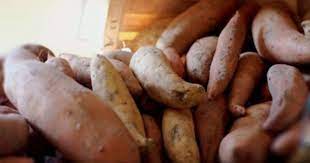 sweet potato rolls recipe by carol egbert recipe sweet potato rolls recipe sweet potato rolls sweet potato