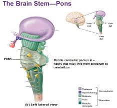 Nuclei isolation of frozen brain. The Brain Stem Pons Left Lateral View Middle Cerebellar Peduncle Medical Anatomy Brain Anatomy Medical School Studying