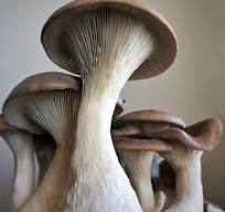 We buy a lot of mushrooms and I have a lot of these ...