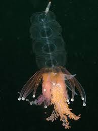 Siphonophore Physophora Hydrostatica Ocean Creatures Deep Sea Creatures Underwater Creatures